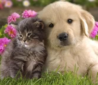 Kitten and Puppy - Estate Planning to help animals