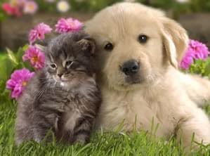 Kitten and Puppy - Estate Planning to help animals